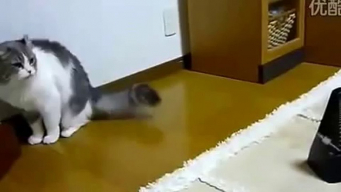 面白い猫の動画 かわいい猫 _) blueking107