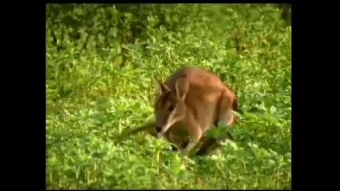 vahşi köpek ve kanguru