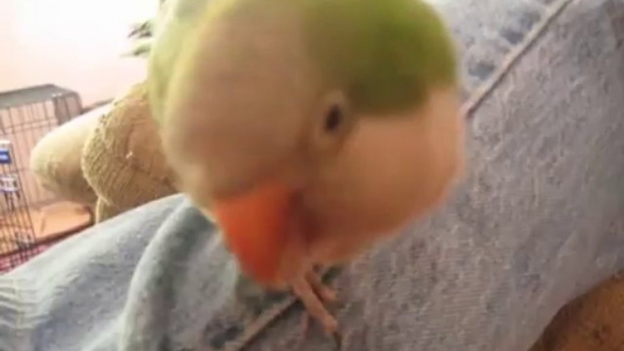 Parrot Bites Owner Then Laughs About It !!