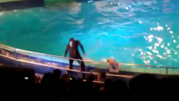 Dolfijnenshow _De Droomwens' @ Dolfinarium Harderwijk