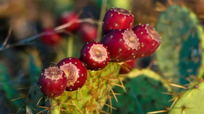 Cactus Becomes an Emerging Food Trend