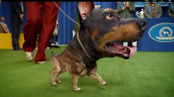 Doberhuahua Nouvelle Pub Audi - Super Bowl XLVIII - Pub Superbowl 2014