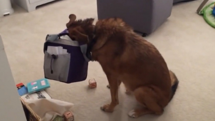 Guilty Dog Is Caught Red-Handed With Cute Baby!