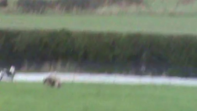 Ireland's Coursing Cruelty: A hare runs for its life