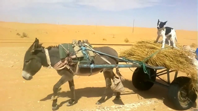 So cute Dog driving a Donkey in the desert. Crazy animals!