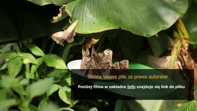 instrukcja obslugi krajalnicy pieczywa