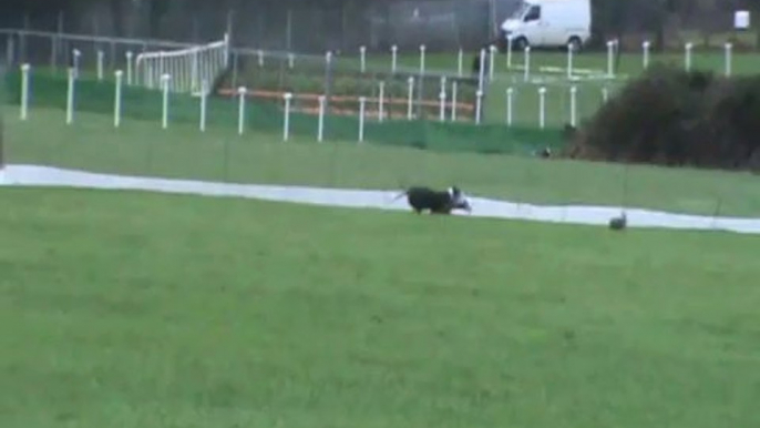 Crowd cheers as hare runs for its life