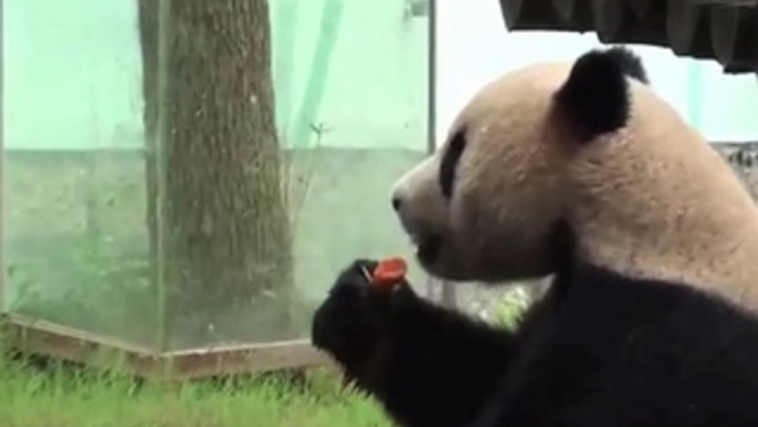 Les deux pandas belges