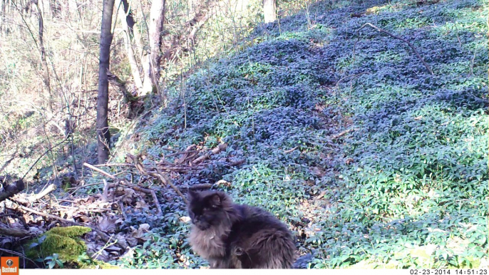 Un chat angora de jour, sur les traces des chevreuils, blaireaux et autres fouines