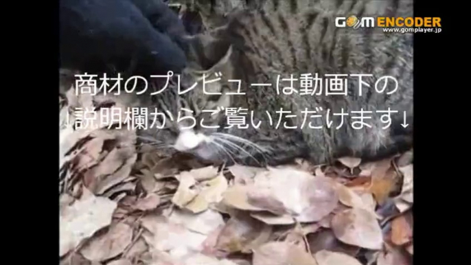 犬服手作り教室DVD 実践 検証 動画 特典 購入 レビュー 感想 口コミ 評価 評判 ブログ 体験 ネタバレ 結果