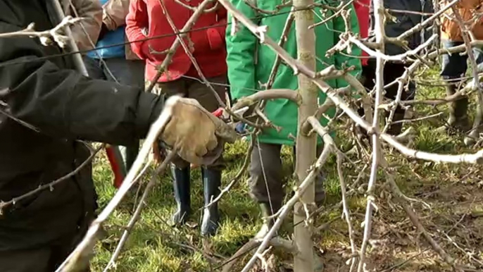 Vous avez dit Durable ? S02E39 - Atelier taille des arbres fruitiers