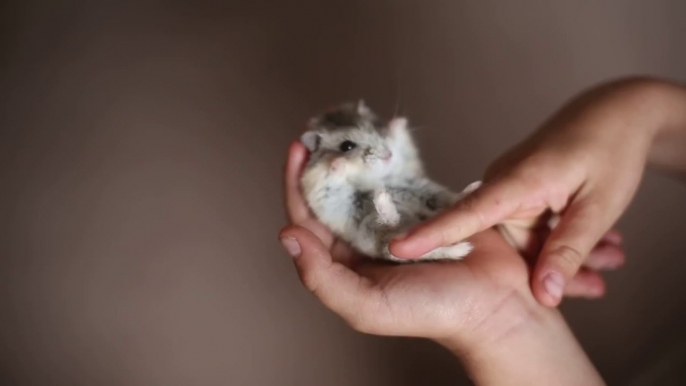 Happy Hamster Is Delighted to Be Petted