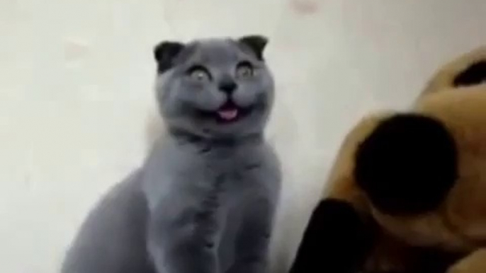 Cat Makes Goofy Faces funny cat funny cats videos funny cats