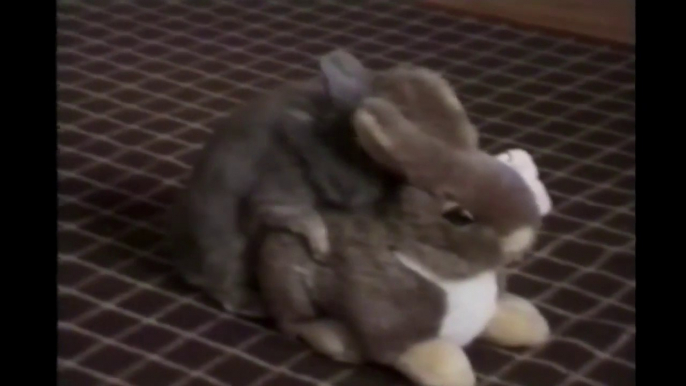 Bunny having some "cool moments" with fake bunny! Hilarious!