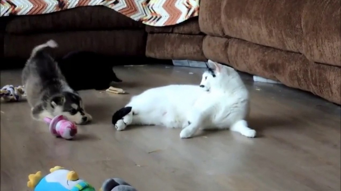 Chat patient contre bébés chiens curieux! Adorable...