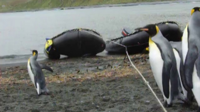 Hilarious penguin playing with a rope! So so cute.