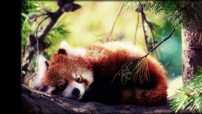 Lullaby ★ 28 Beautiful Melodies ★ with photos of sleeping pets and wild animals! ♥ Full HD, 1080p