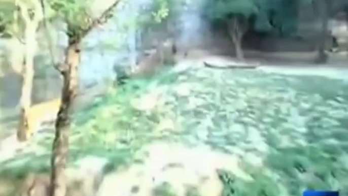 Drunk man jumps into lions' enclosure