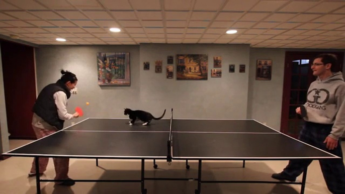 Le Chat PING PONG ... Bien meilleur que vous!