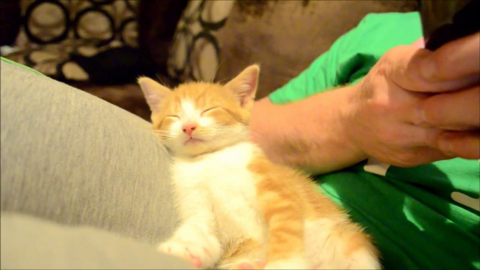 Sleepy Kitten Adorably Tries To Stay Awake