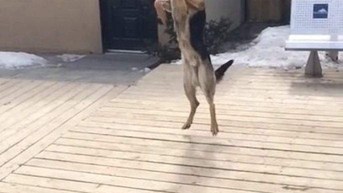 Funny Dog Fail : German Shepherd Misses Catch In Slow Motion