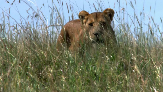 African Cats Hunters Being Hunted - Clip