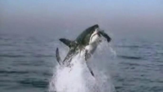 un requin blanc attaque une otarie