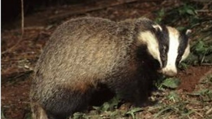 BBC Radio 4 - Farming Today 5Apr14 on the badger cull