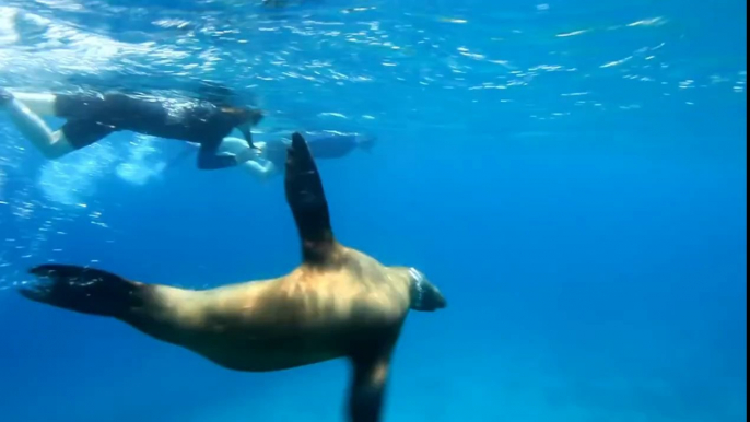 Snorkeling With Sea Lions in the Galapagos During A Cruise with Quasar