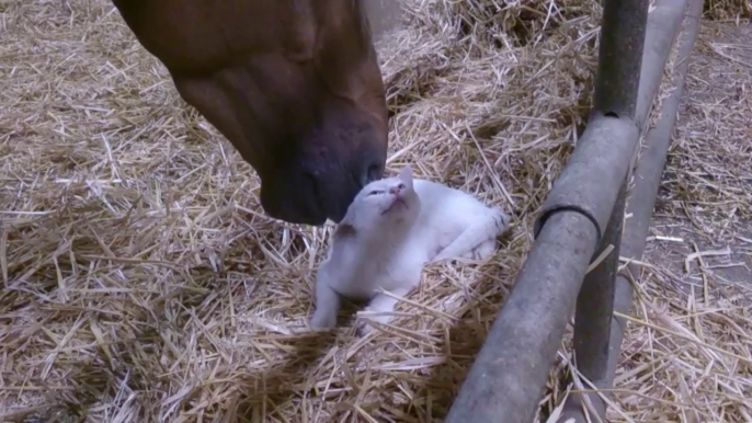 Un chat fait des câlins à un cheval! Trop mignon...