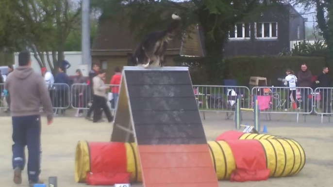 Concours Agility Morlaix 06/04/2014 - GPF : 0 faute