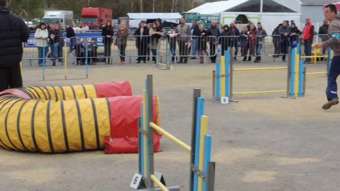 Concours Agility Morlaix 06/04/2014 - Jumping : 1 faute