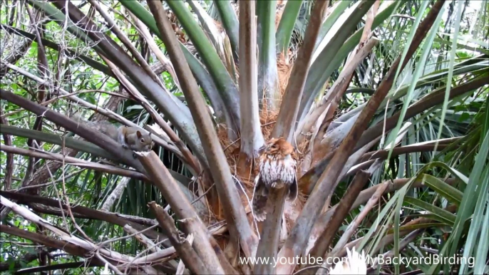 Transformer Screech Owl Attacks Curious Squirrel!