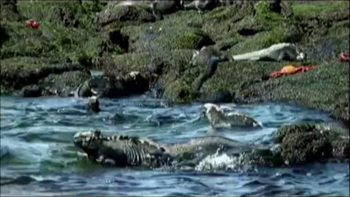 Galapagos Marine Iguana: Galapagos Iguanas, In The Marine Iguana Habitat