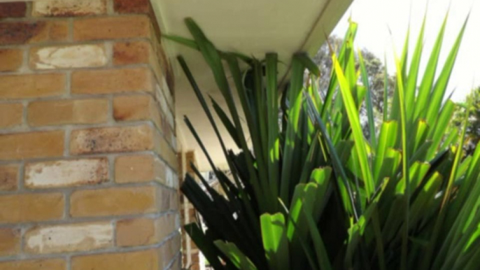 Bridging and Termites by Silks Pest Control - Your Brisbane Termites Expert