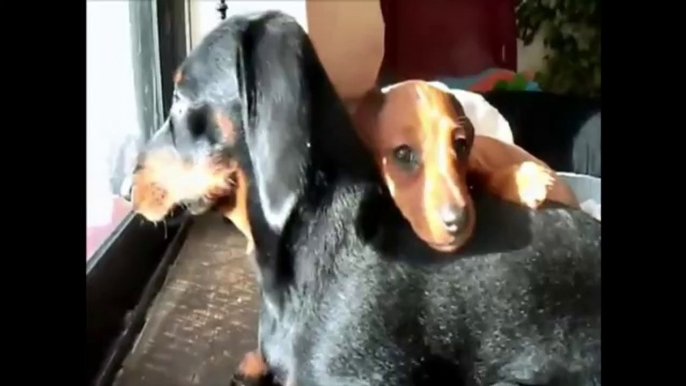 Cute Dachshund Dogs Hugging