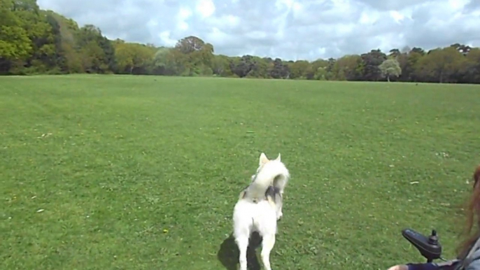 Freya's Frisbee disinterest