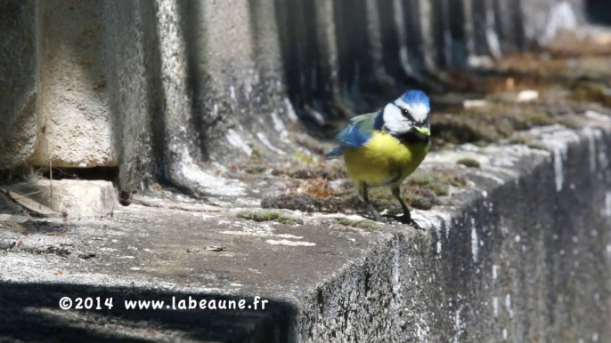 Mésanges bleues Pt2 (04-05-2014)