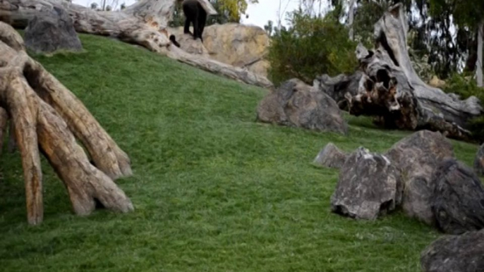 Gorillas (Equatorial forest - Bioparc Valencia)