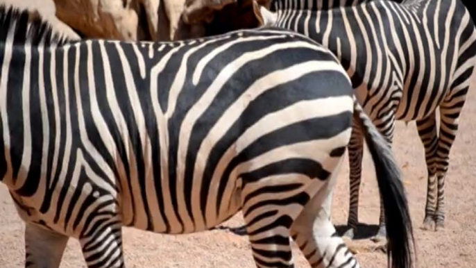 Newborn zebra - Bioparc Valencia