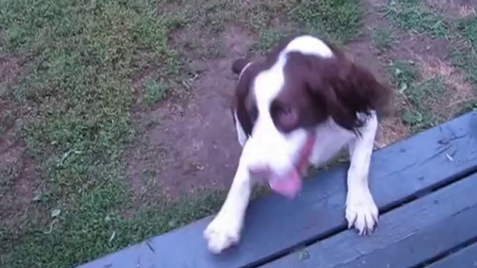 Un chien aveugle joue à attraper la balle... Magique!