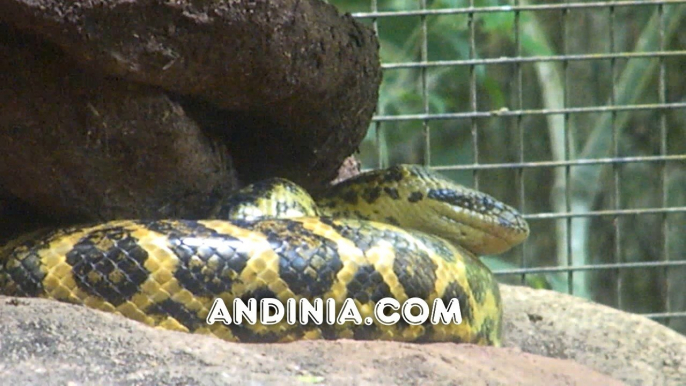 Serpientes Anacondas - Eunectes murinus/notaeus - Green/Yelow Anaconda - Sucurí-verde/amarela