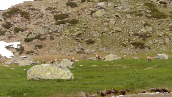 Izards à la fin de l'hiver dans le parc national des Pyrénées