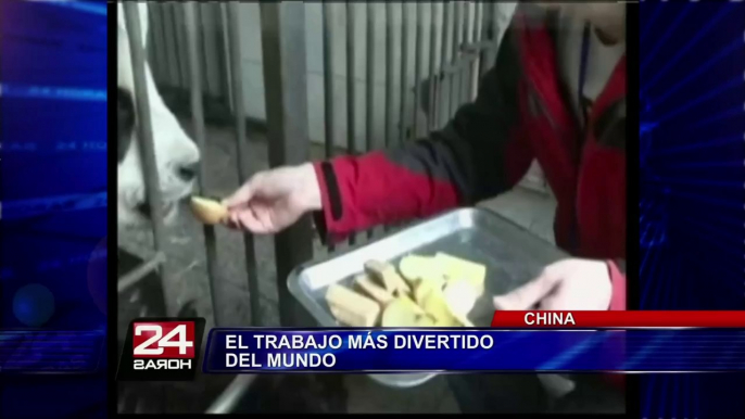 VIDEO: hombre juega partido de fútbol con leones y tigres en Sudáfrica (2/2)