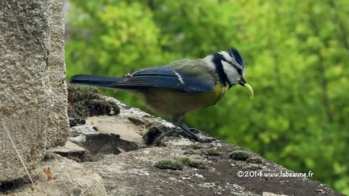 Mésanges bleues Pt7 (08-05-2014)