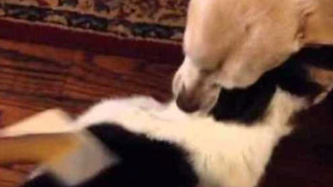 Elderly Feline Receives Special Treatment From Canine Companion