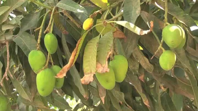 Farmers Facing Problems Due To Not Availablity Of Mango Processing Unit In Multan