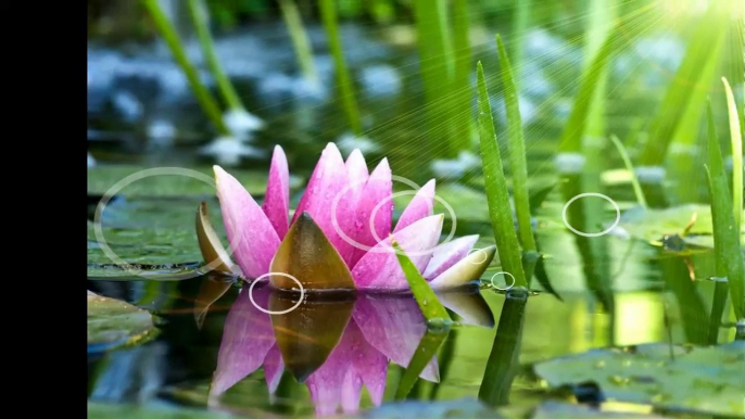 Beautiful water lilies... ...(music Kevin Kern)... ...