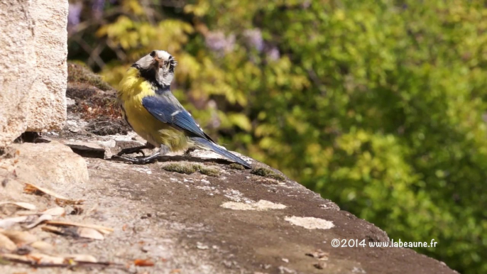 Mésanges bleues Pt14 (16-05-2014)