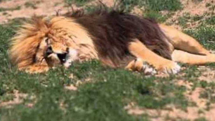 Lion Roars During Sleep Thanks to Wild Dreams